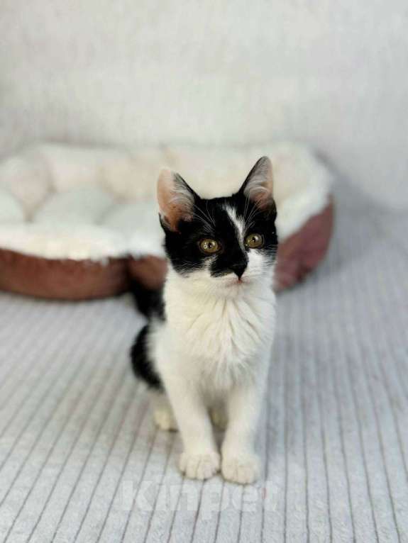 Кошки в Балашихе: Тео Мальчик, Бесплатно - фото 2