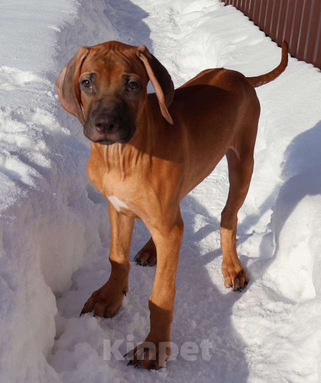 Собаки в Москве: Мальчик родезийского риджбека Мальчик, Бесплатно - фото 7