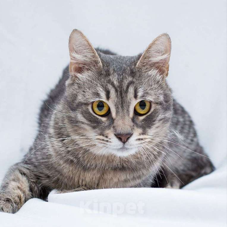 Кошки в Москве: Ласковый серебристый котик грустит взаперти 💔 Мальчик, Бесплатно - фото 5