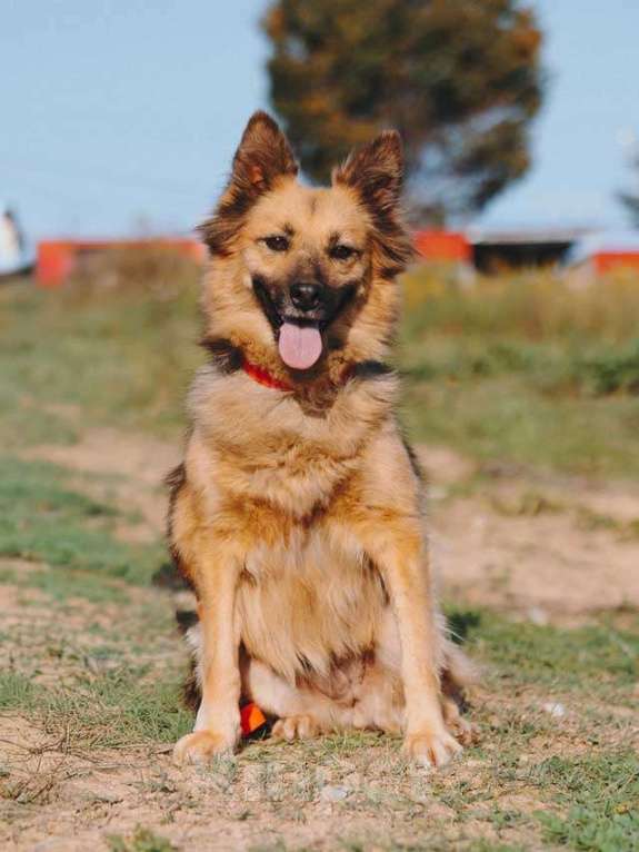 Собаки в Воронеже: Домашняя миниатюрная собачка Леди, идеальный компаньон ищет дом Девочка, 10 руб. - фото 6