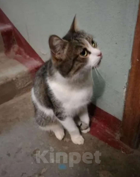 Кошки в Нижнем Новгороде: Домашний котик ищет любящих  и заботливых хозяев Мальчик, Бесплатно - фото 3