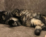Кошки в Иркутске: Продается кошечка🐾 Девочка, 2 000 руб. - фото 6