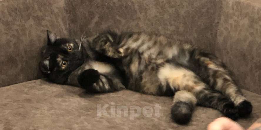 Кошки в Иркутске: Продается кошечка🐾 Девочка, 1 500 руб. - фото 6