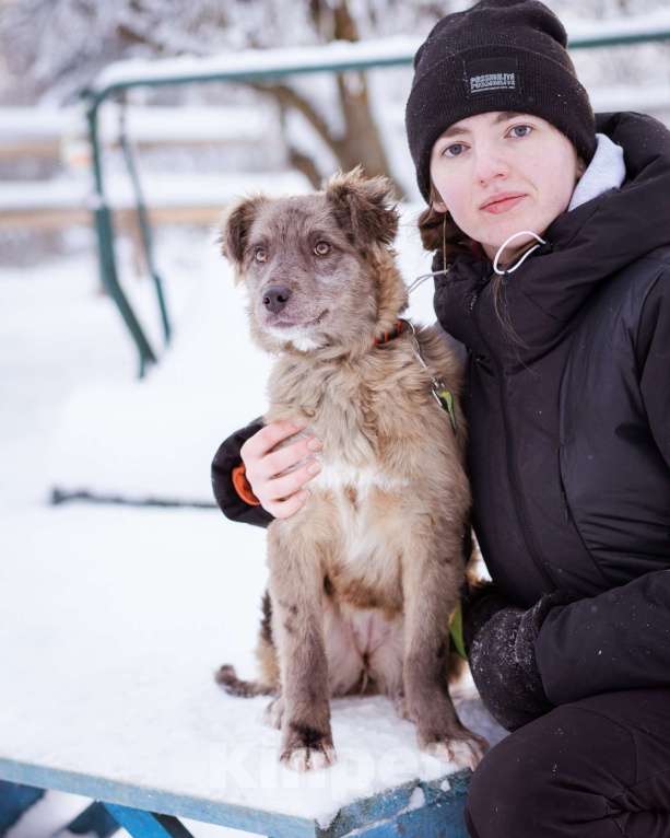 Собаки в Москве: Щенок необычного окраса, эксклюзив! Бесплатно, в добрые руки Девочка, Бесплатно - фото 7