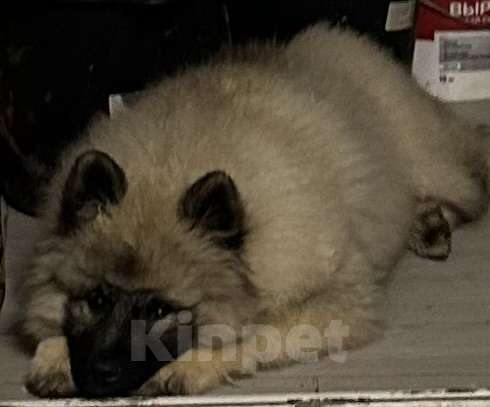 Собаки в Москве: Джоув Божественный Из Воронцовского Дворца  Мальчик, 50 000 руб. - фото 2