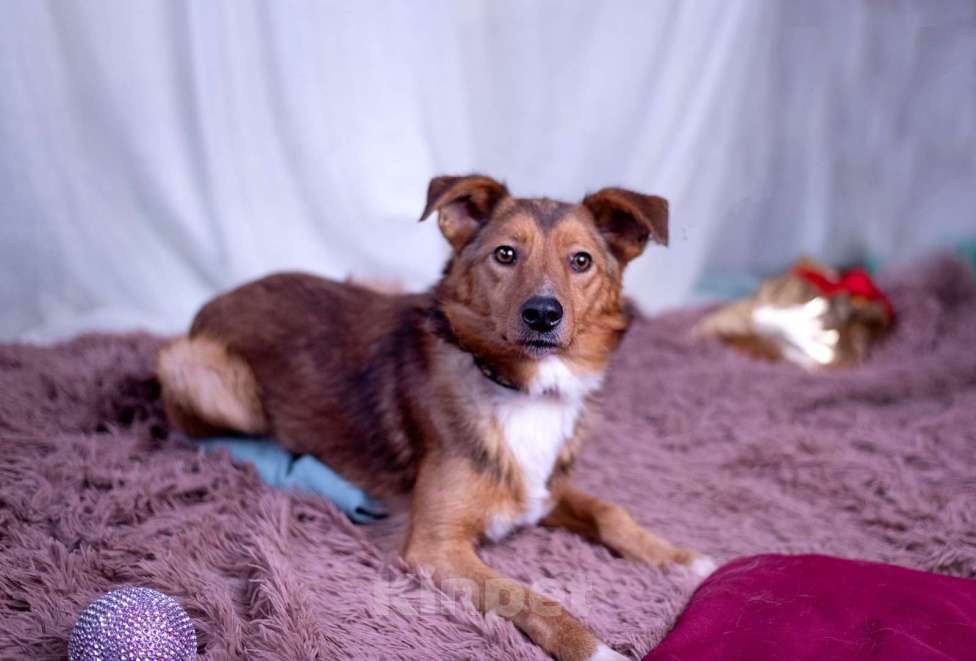 Собаки в других городах Московской области: Коржик в добрые руки Мальчик, Бесплатно - фото 8