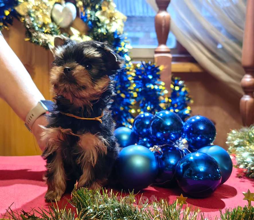 Собаки в Пушкино: Малышок - крепышок Мальчик, Бесплатно - фото 3