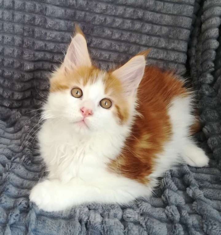 Кошки в Перми: Котенок Мейн-Кун Мальчик, 20 000 руб. - фото 2