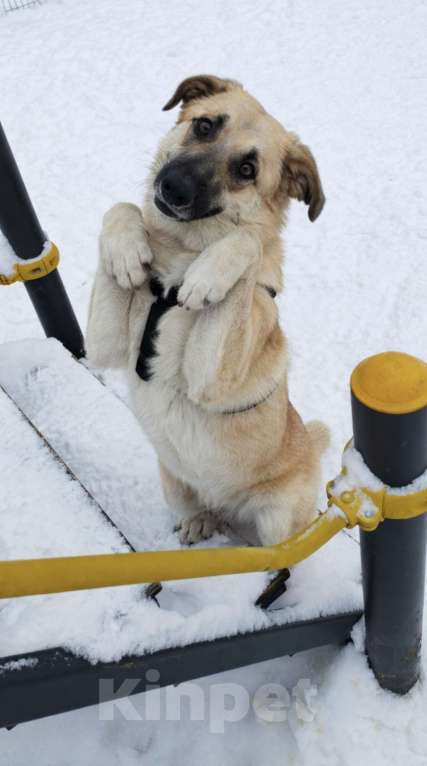 Собаки в Москве: Щенок в добрые руки Мальчик, Бесплатно - фото 8