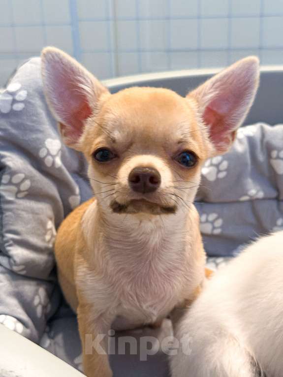 Собаки в других городах Краснодарского края: Некрупный щенок чихуахуа Мальчик, 30 000 руб. - фото 3