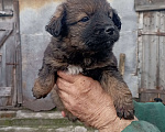 Собаки в Воронеже: Щеночек Мальчик, 1 руб. - фото 2