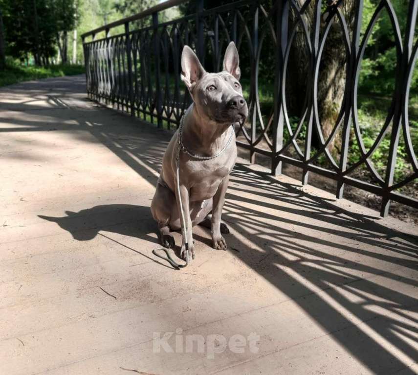 Собаки в Санкт-Петербурге: Щенок _ риджбек Девочка, Бесплатно - фото 4