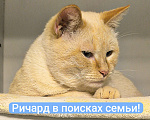 Кошки в Москве: Голубоглазый аристократ ищет семью Мальчик, Бесплатно - фото 4