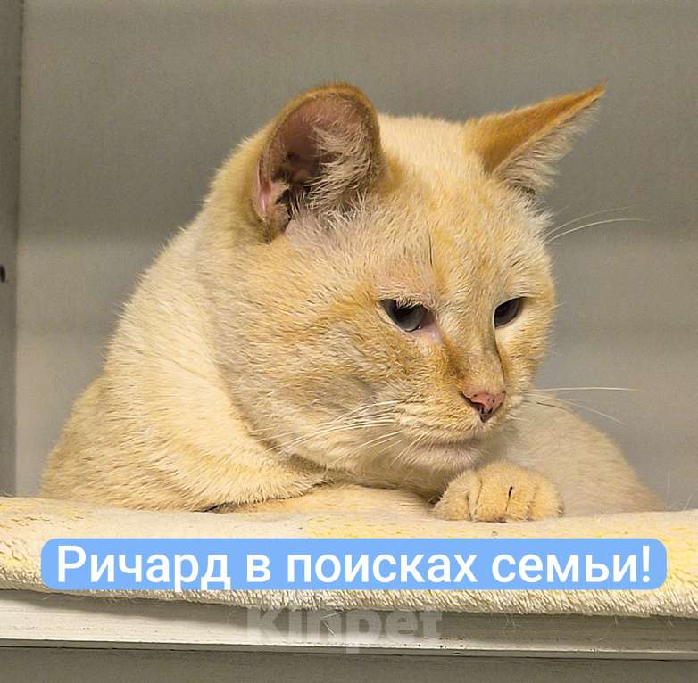 Кошки в Москве: Голубоглазый аристократ ищет семью Мальчик, Бесплатно - фото 4
