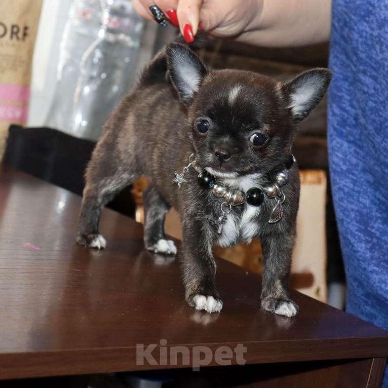 Собаки в Москве: Тигровая чихуахуа Девочка, 55 000 руб. - фото 3