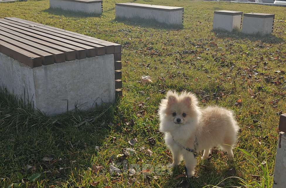 Собаки в Костроме: Померанский шпиц девочка Девочка, 30 000 руб. - фото 2