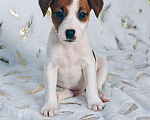 Собаки в других городах Московской области: Мальчик Парсон Рассел терьера Мальчик, 45 000 руб. - фото 3