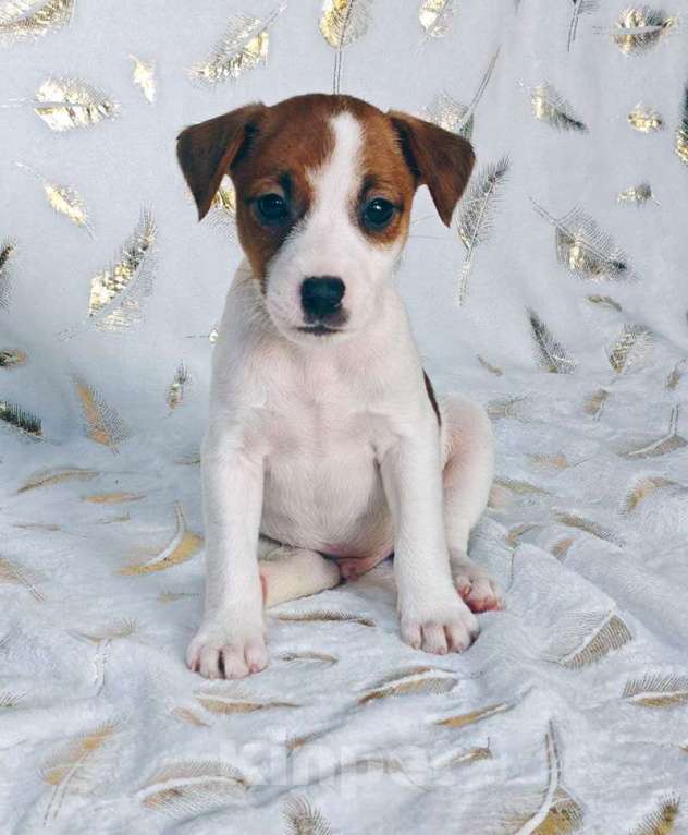 Собаки в других городах Московской области: Мальчик Парсон Рассел терьера Мальчик, 45 000 руб. - фото 3