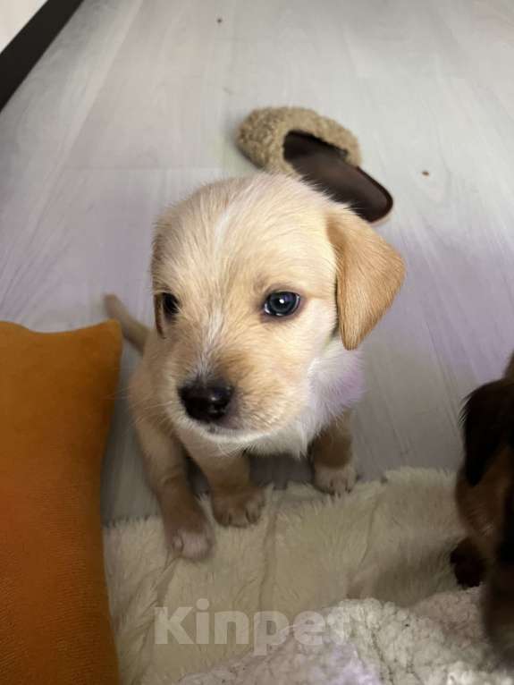 Собаки в Краснодаре: Малыш эстонской и ретривера  Мальчик, 3 000 руб. - фото 8