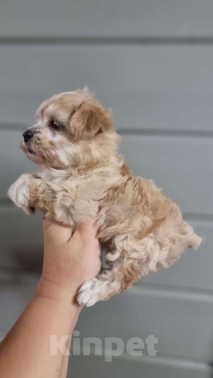 Собаки в Коломне: Мини девочка мальтипу F1  Девочка, 120 000 руб. - фото 3