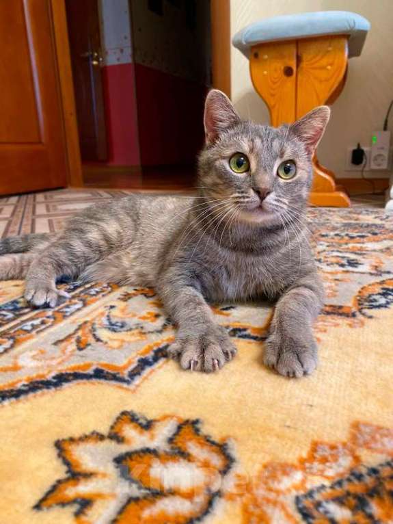 Кошки в Москве: Молодая зеленоглазая кошечка Соня в добрые руки Девочка, 1 руб. - фото 2