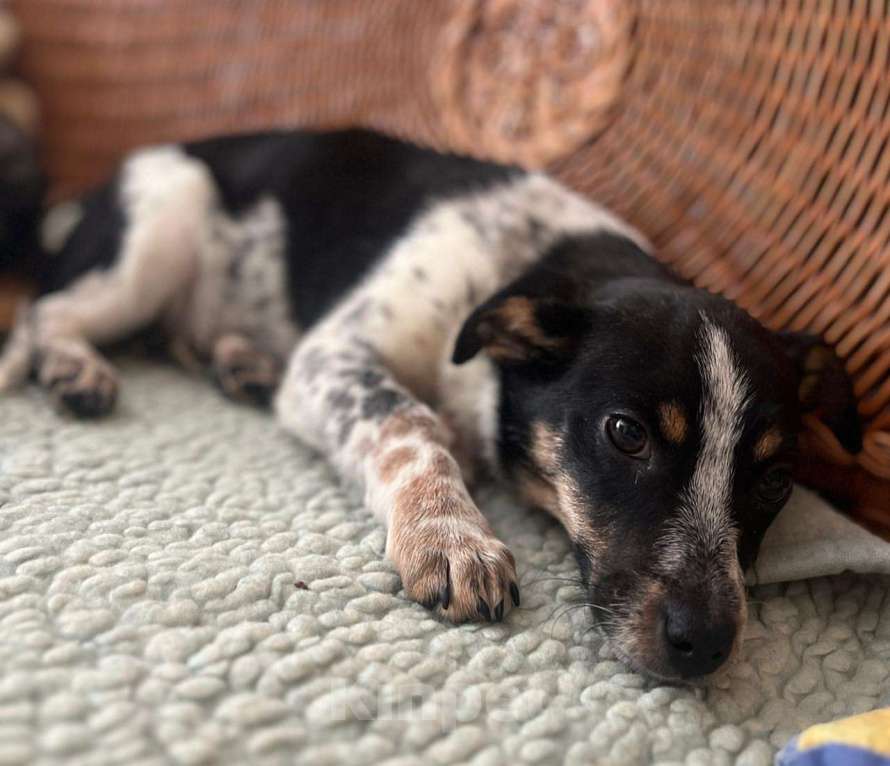 Собаки в Санкт-Петербурге: Ищет дом метис таксы с красивым окрасом Девочка, Бесплатно - фото 2