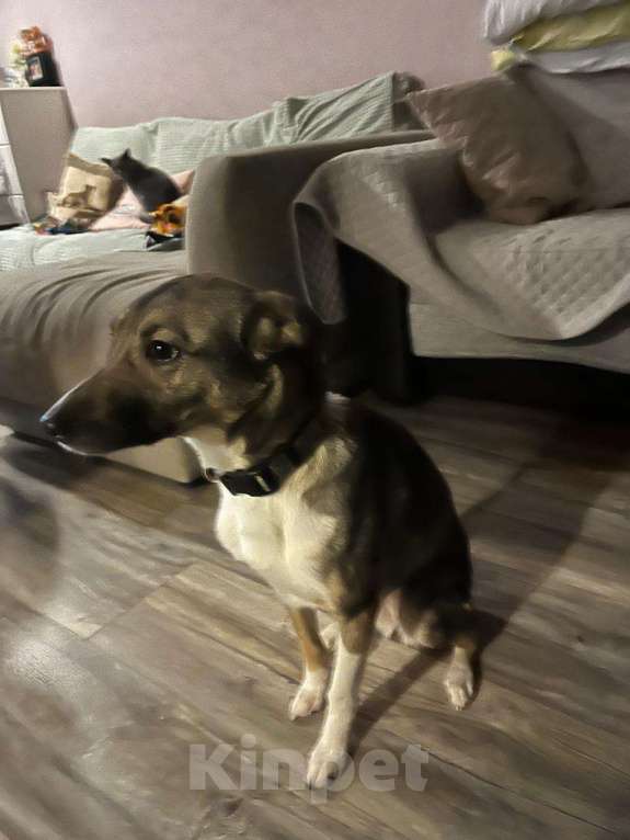 Собаки в Москве: Луна в добрые руки  Девочка, Бесплатно - фото 2