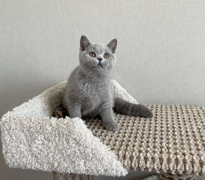 Кошки в Санкт-Петербурге: Британская девочка Девочка, 30 000 руб. - фото 1