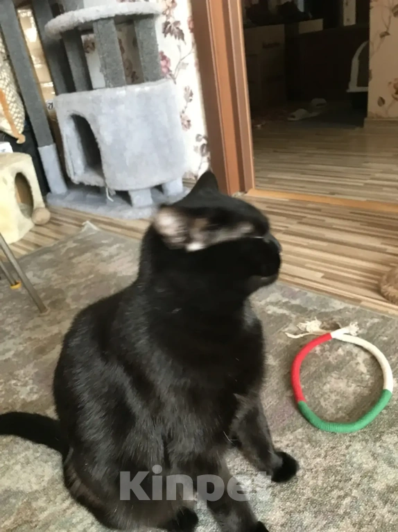 Кошки в Дмитрове: Отдам в добрые руки Девочка, Бесплатно - фото 2