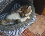 Кошки в Кораблино: Миленькие котята в добрые руки, Бесплатно - фото 2