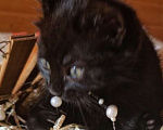 Кошки в Москве: Котенок Магги, 2 месяца, окрас черный мрамор Девочка, Бесплатно - фото 10