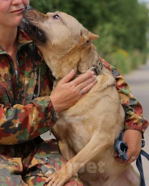 Собаки в Москве: Грей ищет семью, 3.5 года,Привит, Кастрирован  Мальчик, Бесплатно - фото 3