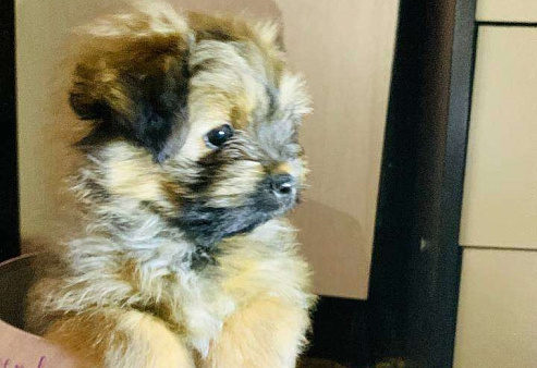 Щенок шпиц-мальтипу