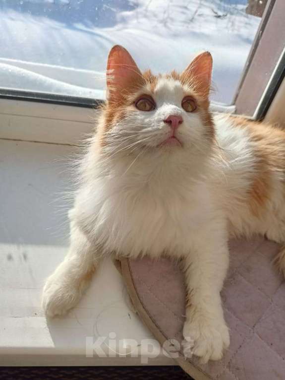 Кошки в Калуге: Отдам в хорошие руки Мальчик, Бесплатно - фото 9