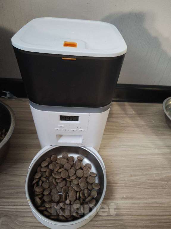 Собаки в других городах Московской области: Щенок золотистый ретривер  Мальчик, 80 000 руб. - фото 4