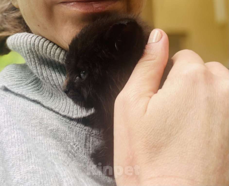 Кошки в Москве: Котёнок 1.5 месяца ищет любящий дом Мальчик, Бесплатно - фото 2