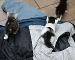 Кошки в Пензе: Отдам котят в добрые руки Мальчик, Бесплатно - фото 2