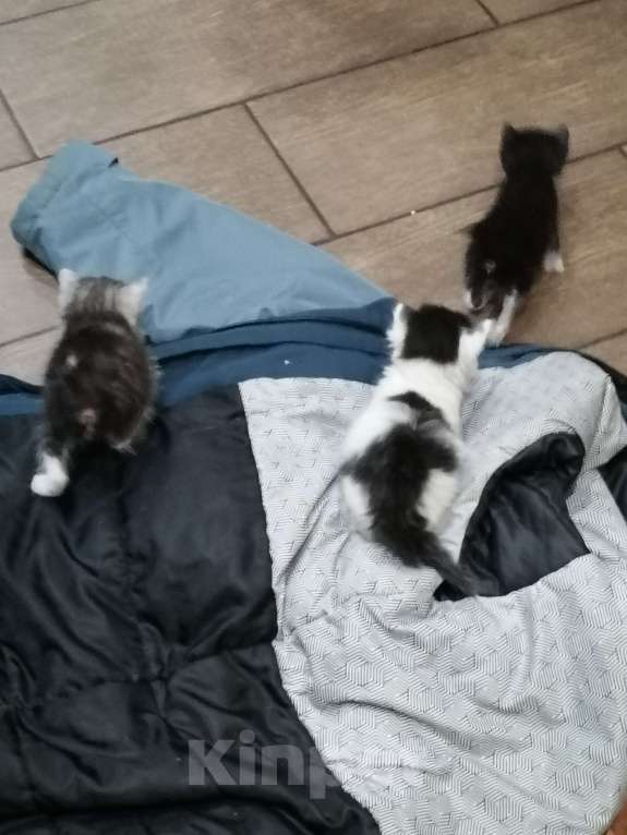 Кошки в Пензе: Отдам котят в добрые руки Мальчик, Бесплатно - фото 2