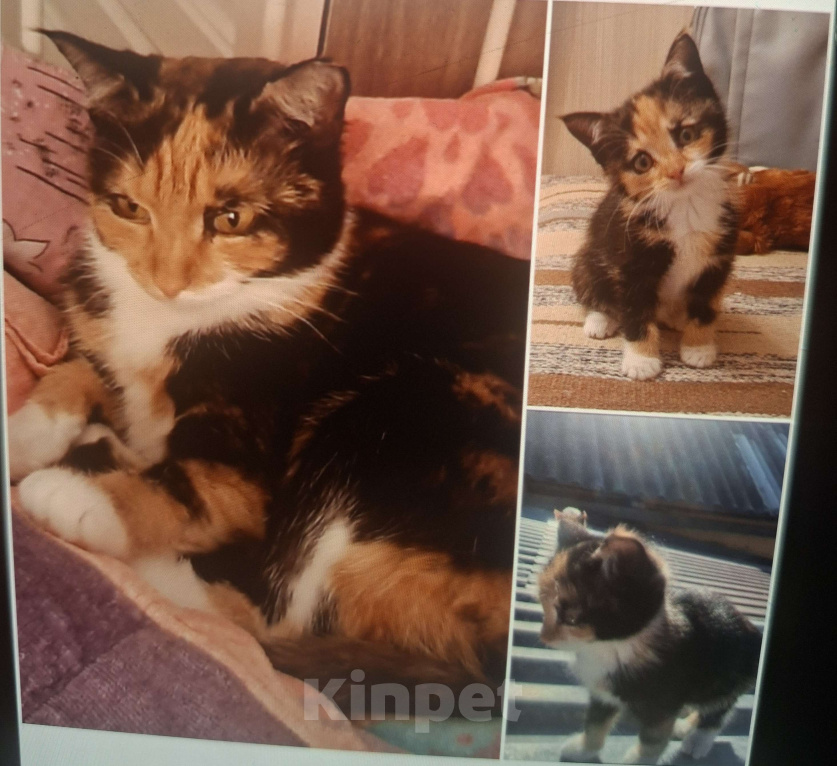 Кошки в Москве: Уютная спокойная кошечка Мармуська в добрые ручки Девочка, Бесплатно - фото 2