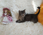 Кошки в Санкт-Петербурге: Ручной котенок 1,5мес Девочка, 200 руб. - фото 6
