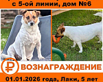 Собаки в других городах Ленинградской области: Помогите найти Девочка, 77 777 руб. - фото 1