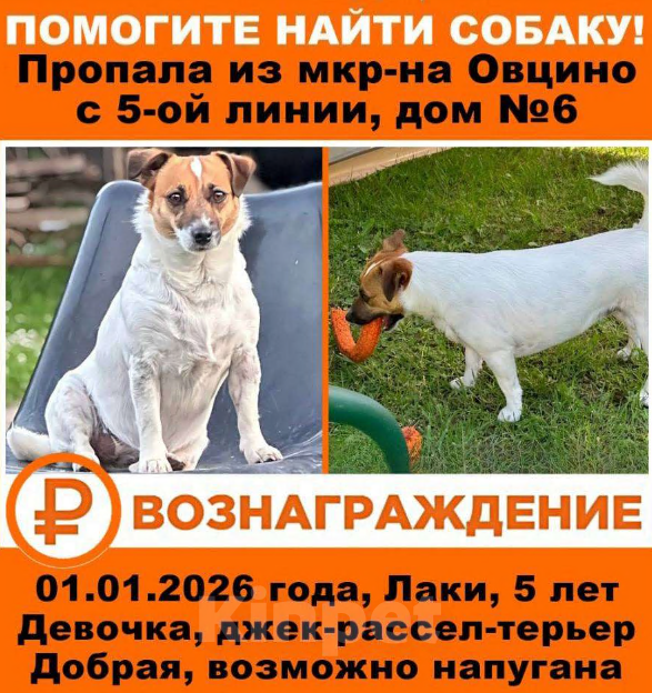 Собаки в других городах Ленинградской области: Помогите найти Девочка, 77 777 руб. - фото 1