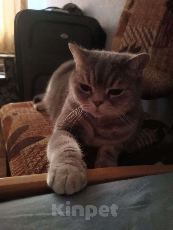 Кошки в Сочи: Потерялся кот британец Сочи Кудепста Мальчик, Бесплатно - фото 6