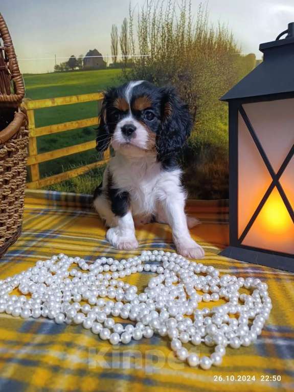 Собаки в Ярославле: Кавалер Кинг Чарльз Спаниель мальчик Игрек Мальчик, 70 000 руб. - фото 3