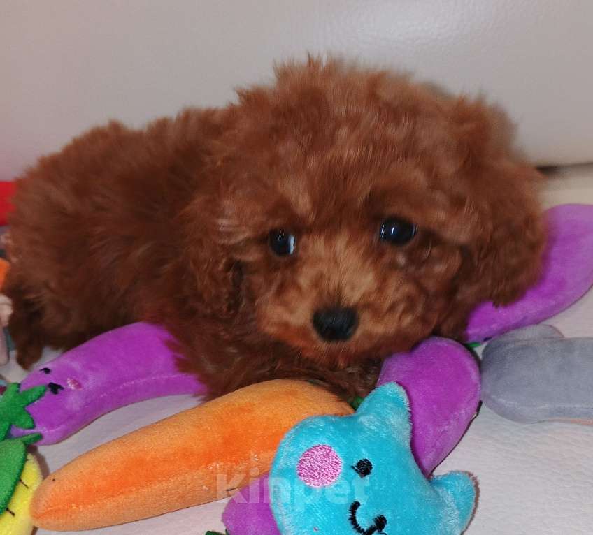 Собаки в Москве: Китайский тикап тедди пудель микро мальчик Мальчик, Бесплатно - фото 4