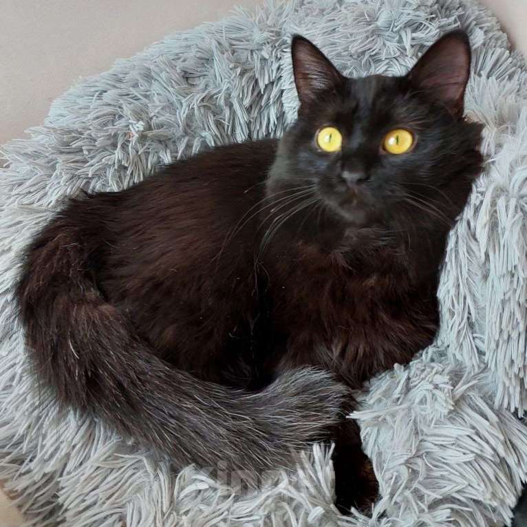 Кошки в Долгопрудном: Красотка Мишель ждёт своего человека Девочка, Бесплатно - фото 5