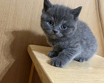 Кошки в Армавире: Девочка серенькая, британская прямоухая  Девочка, 12 000 руб. - фото 4