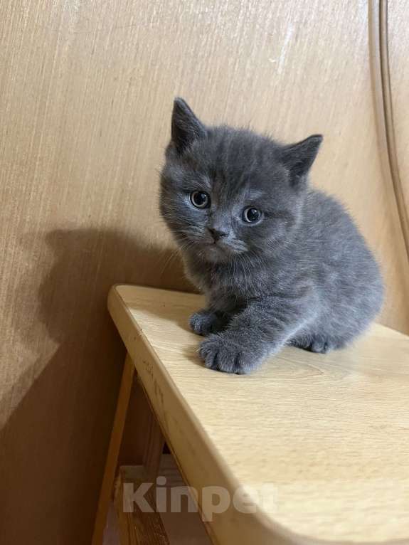 Кошки в Армавире: Девочка серенькая, британская прямоухая  Девочка, 12 000 руб. - фото 4