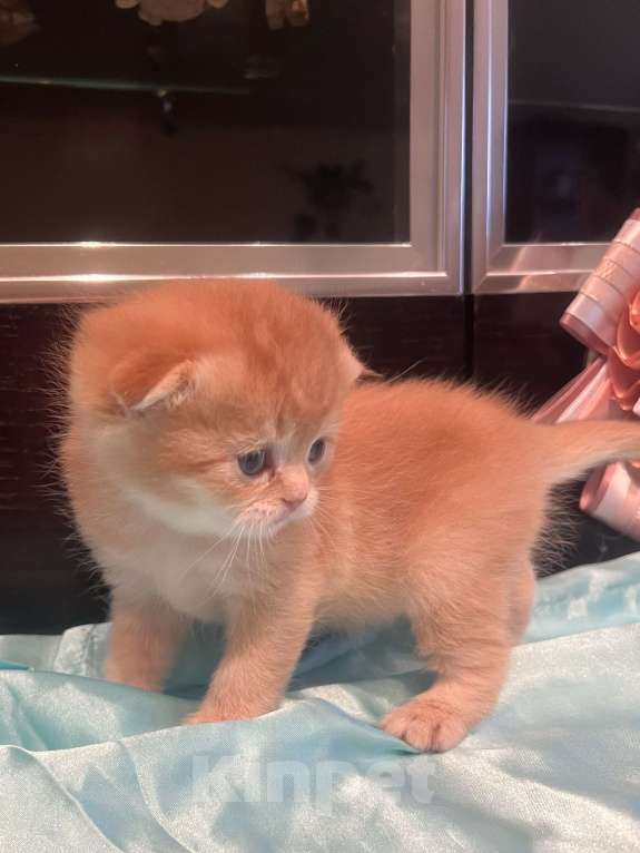 Кошки в других городах Московской области: Шоколадная золотая вислоухая девочка Девочка, 45 000 руб. - фото 2