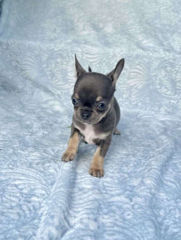 Собаки в Люберцах: Чихуахуа голубо-подпалая Девочка, 120 000 руб. - фото 5
